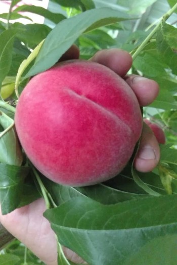 Персик домашній ‘Фреш Вайт’|Prunus persica ‘Fresh White’|Персик домашний ‘Фреш Вайт’